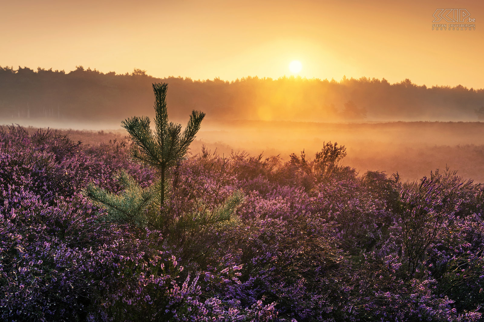 Blooming heathland - Blekerheide The most interesting time for landscape photographers in my home region the Kempen is definitely the blooming period of the heather in late August. This year it was a two weeks earlier than other years. I woke up early multiple times to photograph the sunrise at the heathlands of the Blekerheide and the Heuvelse heide in my hometown Lommel.<br />
 Stefan Cruysberghs